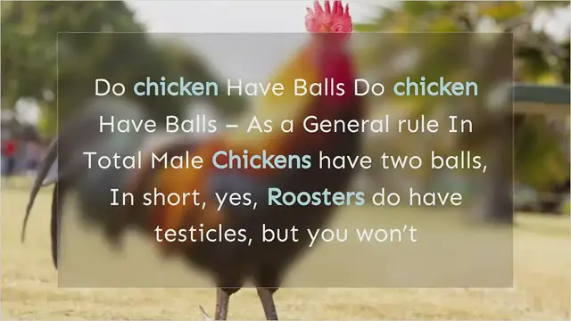 Video thumbnail for Do Roosters Have Balls