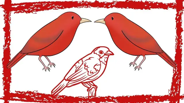 Video thumbnail for 5 Minutes Summer Tanager (Piranga Rubra) Call/Song/Sound