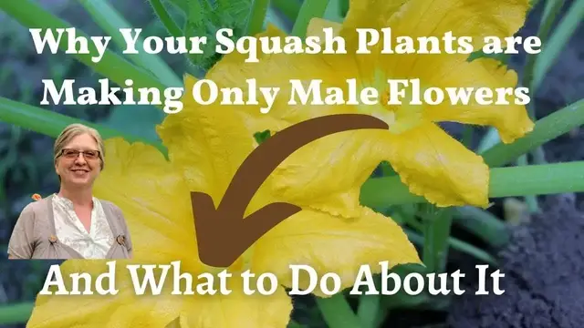 'Video thumbnail for Why Your Squash Plants May Only Be Producing Male Flowers'
