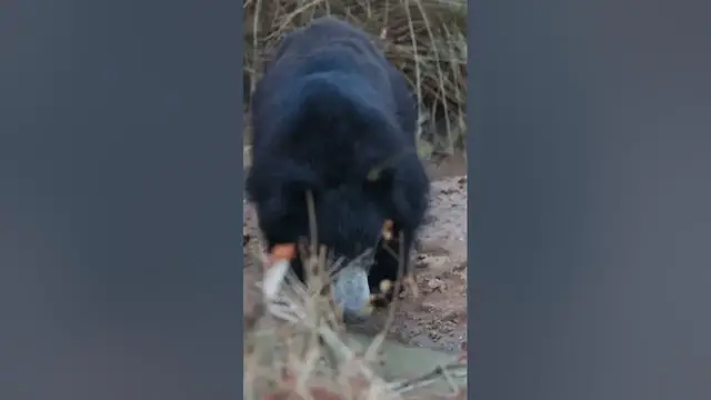 Video thumbnail for Sloth bear drinking water #shorts