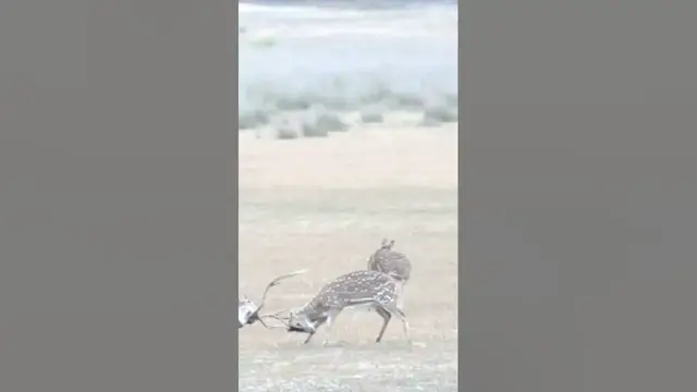 Video thumbnail for Spotted deer fighting #shorts