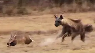 Video thumbnail for Aardvark (Anteater) Tries to Outrun Hyena in an Epic Chase!