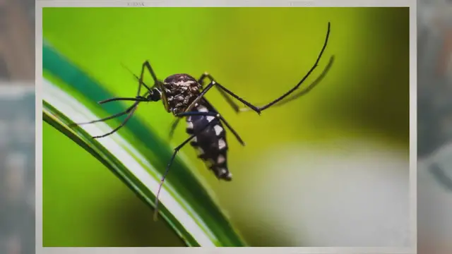 Video thumbnail for Do Candles Keep Bugs Away? Or Do They Attract Them?
