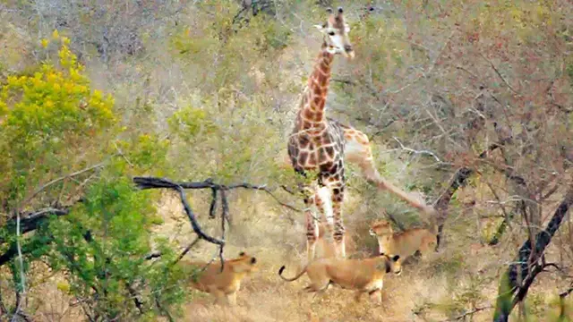 Video thumbnail for Giraffe Kicks Lions To Defend Itself