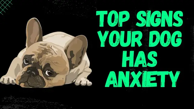 Video thumbnail for Most Common Signs Your Dog Has Anxiety