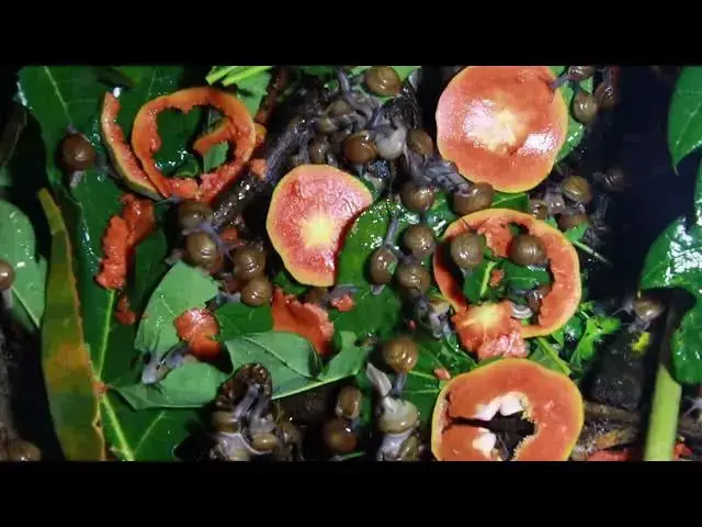 Video thumbnail for 🐌 Snails, 🐌 snial alot eating papaya fruits now 🦈 | 𝑴𝒆𝒕𝒉𝒐𝒅𝒔 #𝟗𝟔9042