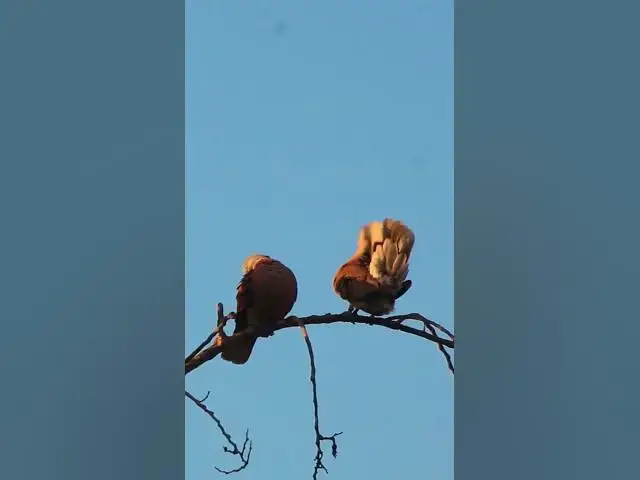 Video thumbnail for two wild dove bird EP-040 #birdnest #bird #birds #bestbird #birdofwast #birdnest