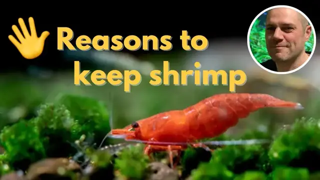 'Video thumbnail for 🖐️ 5 Reasons To Add Red Cherry Shrimp to Your Aquarium 🦐'
