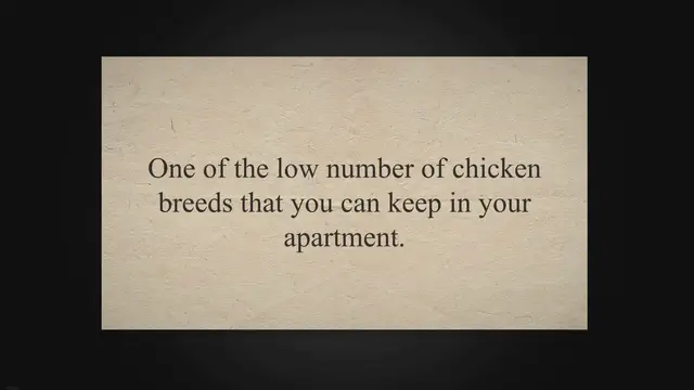 Video thumbnail for Silkie Rooster Temperament And How To Handle It