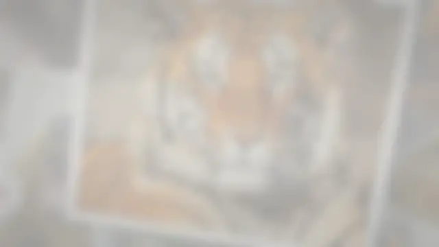 'Video thumbnail for What Animals Eats Tigers? 4 Tiger Predators'