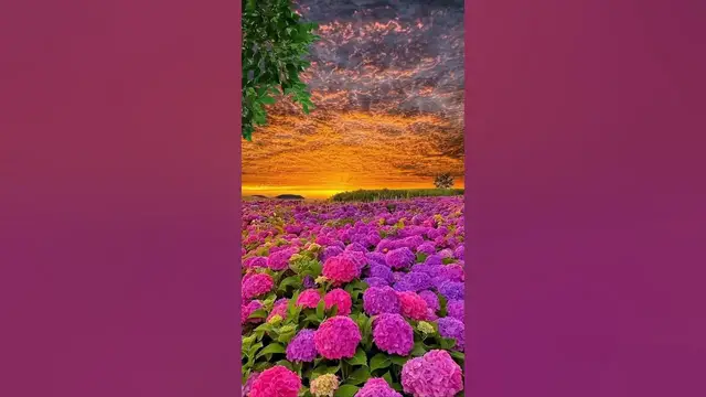 'Video thumbnail for #nature butterfly #status #whatsappstatus #reels #omxmedia'