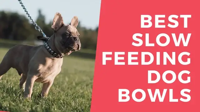 'Video thumbnail for slow feeding dog bowls for french bulldogs (best 2021)'