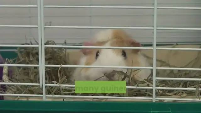 'Video thumbnail for How the guinea pig got its name'