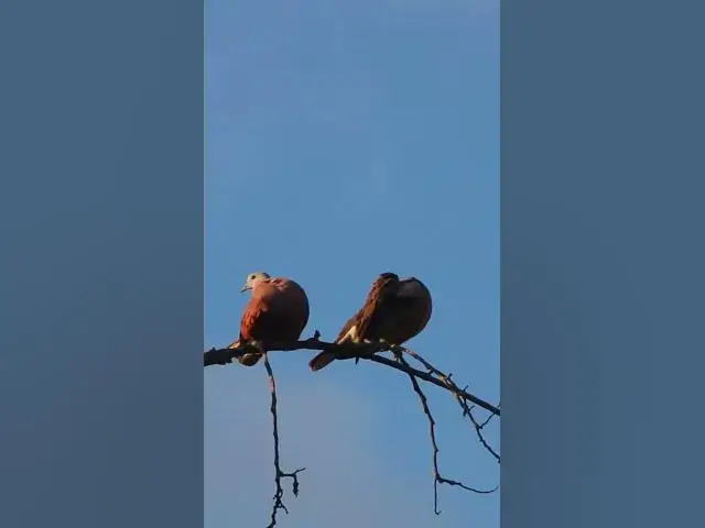 Video thumbnail for two wild dove bird EP-043 #birdnest #bird #birds #bestbird #birdofwast #birdnest