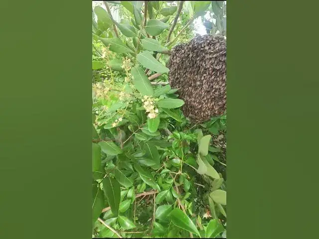 Video thumbnail for bee honey #bee #catchbee #beeinforest