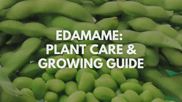 'Video thumbnail for Edamame: Plant Care & Growing Guide'