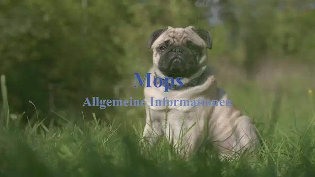 'Video thumbnail for Mops Allgemeine Informationen'