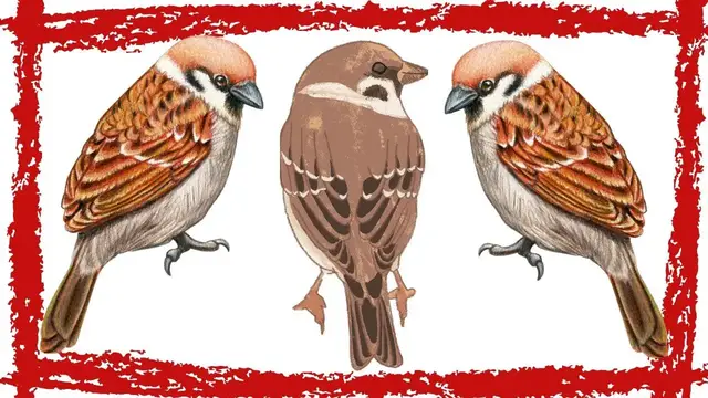 Video thumbnail for 15 Minutes White-throated Sparrow Song/Calls/Sounds