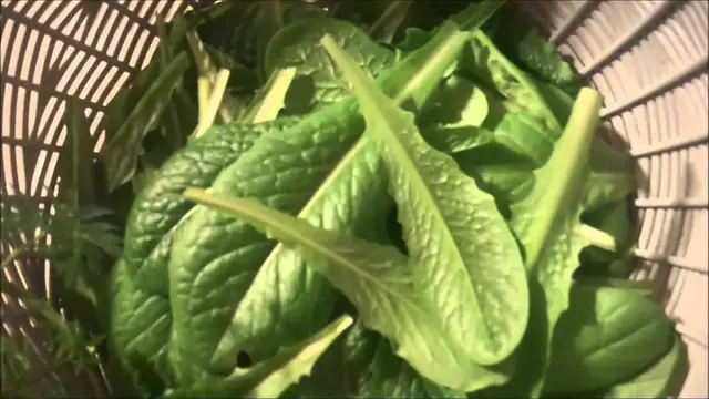 Video thumbnail for The Indiana Vegetable Garden In November - #vlomo11 - Day 11