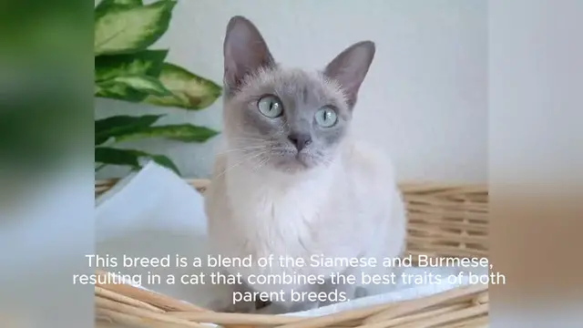 'Video thumbnail for Tonkinese'