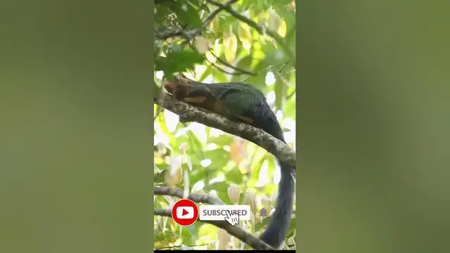 Video thumbnail for The grizzled giant squirrel #shorts