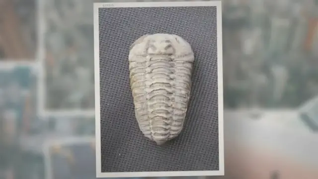 Video thumbnail for What Are the Holes in the Ammonite Shell?