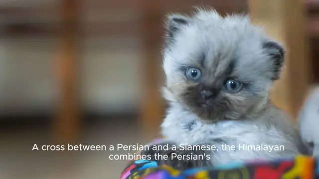 'Video thumbnail for Himalayan Cat'