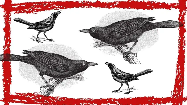 Video thumbnail for 10 Minutes Great-tailed Grackle Call/Sound/Song