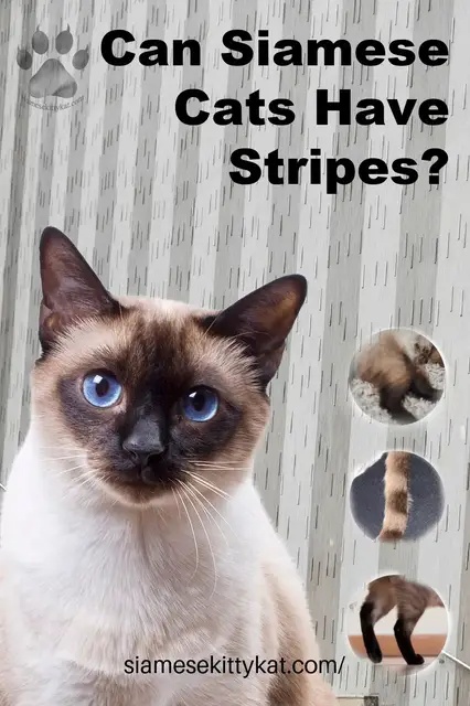 Video thumbnail for Can Siamese Cats Have Stripes?
