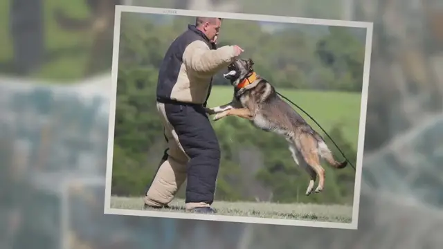 'Video thumbnail for Summary - How to Train a Guard Dog'