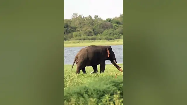 Video thumbnail for Big tusker #shorts