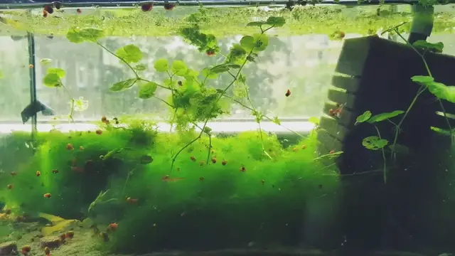 Video thumbnail for Nano Planted tank