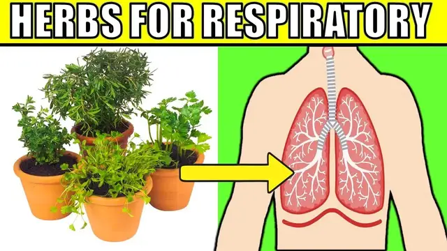 Video thumbnail for 6 Best Herbs to Protect Your Respiratory System