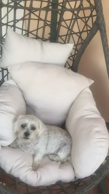 Video thumbnail for Django chilling on HIS garden swing chair