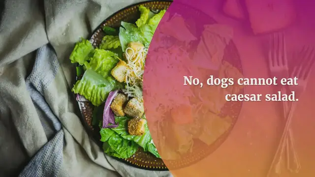 'Video thumbnail for Can Dogs Eat Caesar Salad? No, Researchers Found 5 Dangers For Dogs'