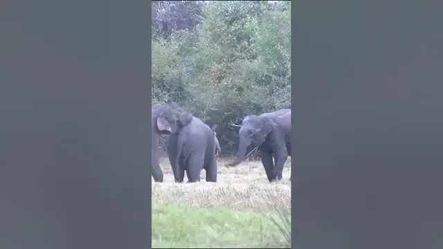 Video thumbnail for Elephants playing #shorts