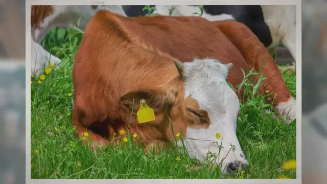 Video thumbnail for Do Cows Sleep Standing Up?