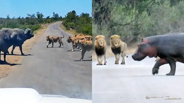 Video thumbnail for THE BEST ANIMAL SIGHTINGS OF 2021