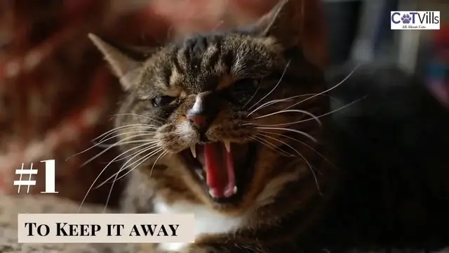 'Video thumbnail for Why do cats hiss at new kittens?'