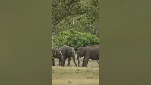 Video thumbnail for Three young Elephants #