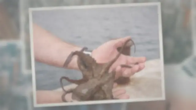 Video thumbnail for Can an Octopus Live on Land?