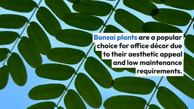 'Video thumbnail for Best Bonsai Plants for the Office'