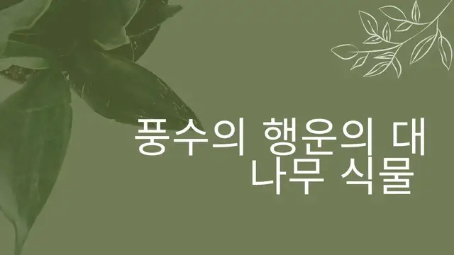 Video thumbnail for 풍수의 행운의 대나무 식물