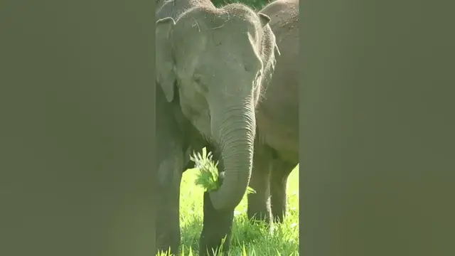 Video thumbnail for Elephant eating #shorts