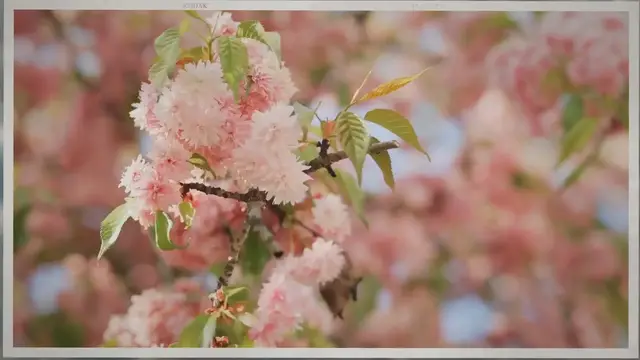 Video thumbnail for When To Plant Weeping Cherry Tree
