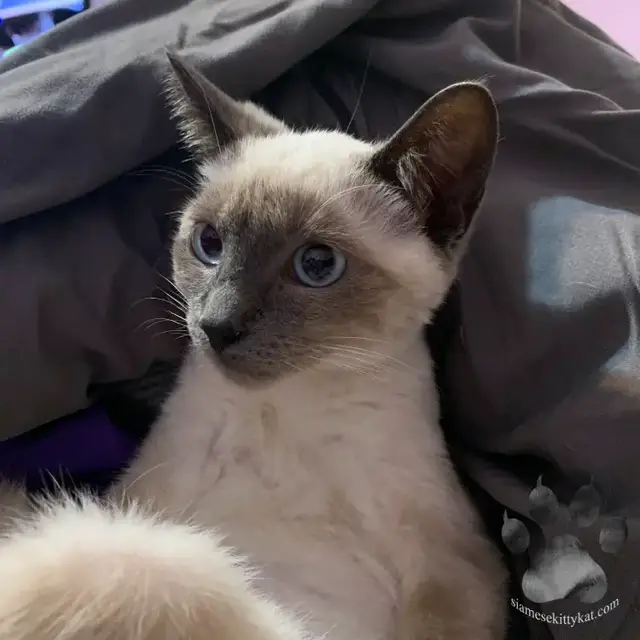 Video thumbnail for Do Siamese Cats Get Hairballs?