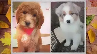 'Video thumbnail for Poodle Australian Shepherd Mix'
