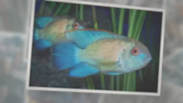 'Video thumbnail for Electric Blue Acara Care Guide & Species Profile'