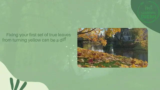 Video thumbnail for How to Fix First Set of True Leaves from Turning Yellow
