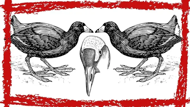 Video thumbnail for American Coot (Fulica americana) Call & Sound | American Coot Video| American Coot Swimming & Diving